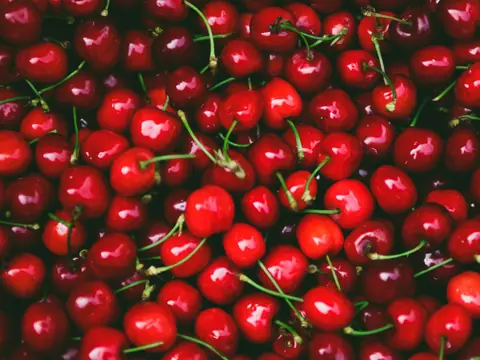 Cerezas recién cosechadas listas para embalaje