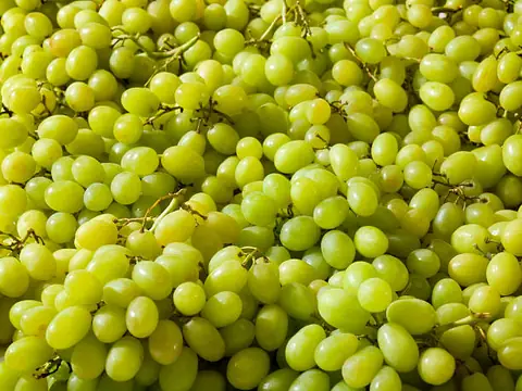 Racimos de uva blanca de mesa recién cosechados