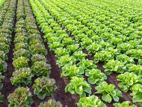 Hileras de lechugas en un campo de hortalizas